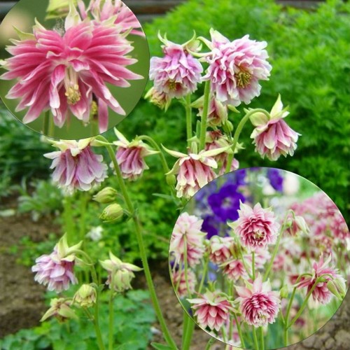 Aquilegia 'Nora Barlow' - Kurekell 'Nora Barlow' P11/0,75L